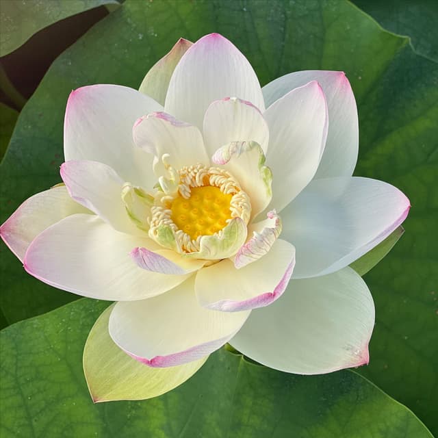 The Lotus Luxury Package at Sublime Lotus Holistics in Seymour, IN